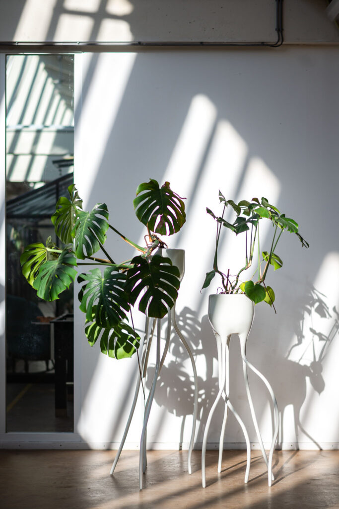 Monstera-timvandeweerd-sunlight