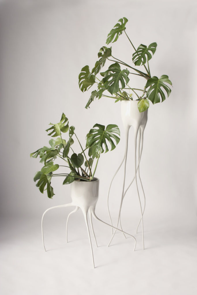 monstera-main